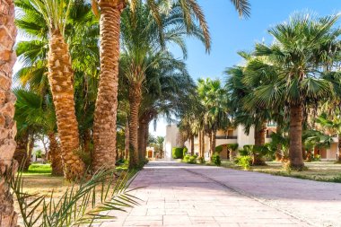 Sokak ile tropikal bir resort Mısır'daki palmiye ağaçlarının