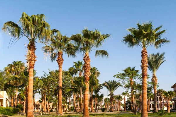 Callejón con palmeras en un complejo tropical en Egipto — Foto de Stock