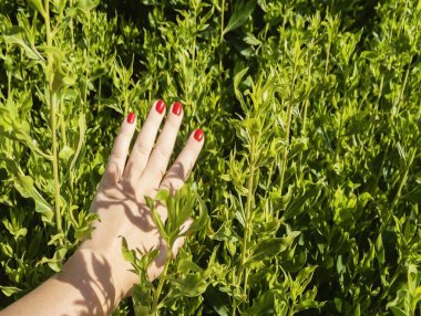 el ile kırmızı bir çalı yapraklarda yalan çivi