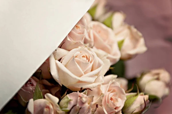 Fundo das muitas delicadas rosas rosa pouco com espaço para — Fotografia de Stock
