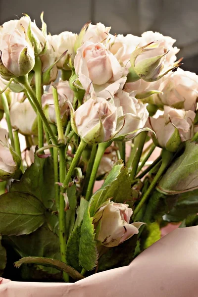 Background of the many delicate little pink roses — Stock Photo, Image