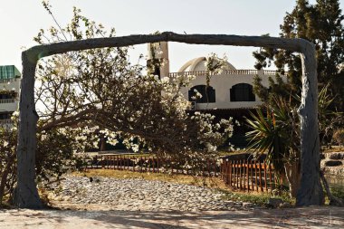 dekoratif bir kemer beyaz çiçekli ağaç