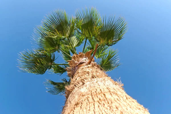 Palmier sur fond de ciel bleu, vue d'en bas — Photo