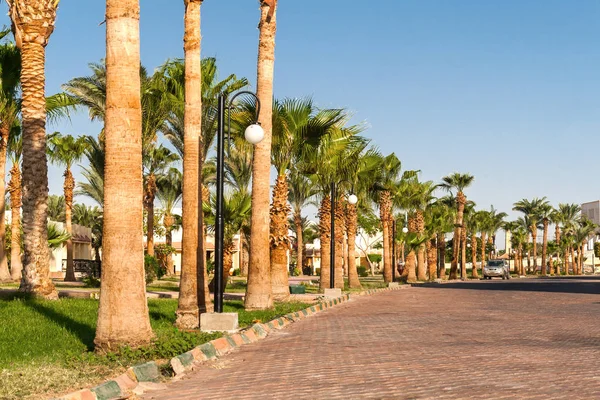 Callejón con palmeras en un complejo tropical en Egipto — Foto de Stock