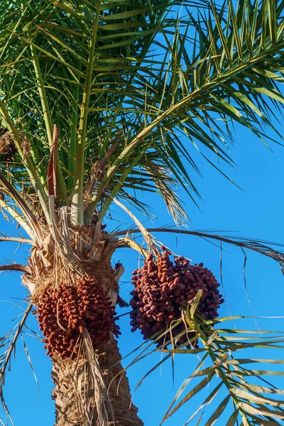 Dates sur un palmier contre le ciel bleu, gros plan — Photo