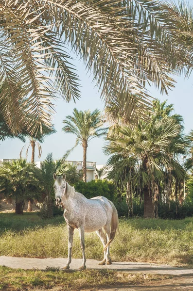 Gün batımında palmiye ağaçları arka plan üzerinde beyaz at standları — Stok fotoğraf