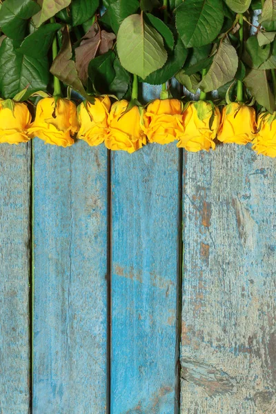 Muchas rosas amarillas sobre un fondo de madera azul — Foto de Stock
