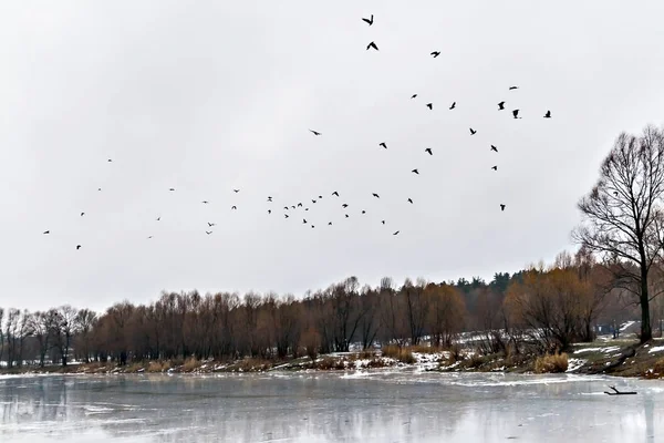 氷の湖、雪に覆われた森林 landscap を飛んだ鳥の群れ — ストック写真