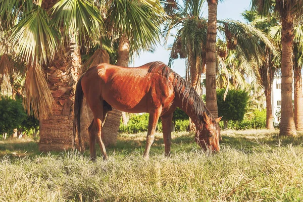 Dark horse jíst trávu na pozadí palem na sunse — Stock fotografie