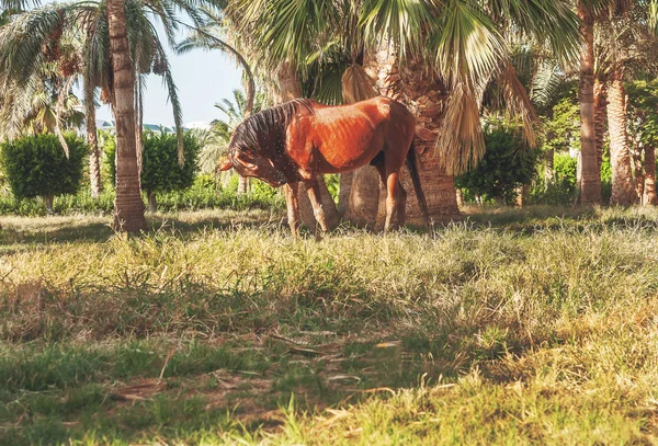 Cheval foncé se tient sur le fond de palmiers au coucher du soleil — Photo