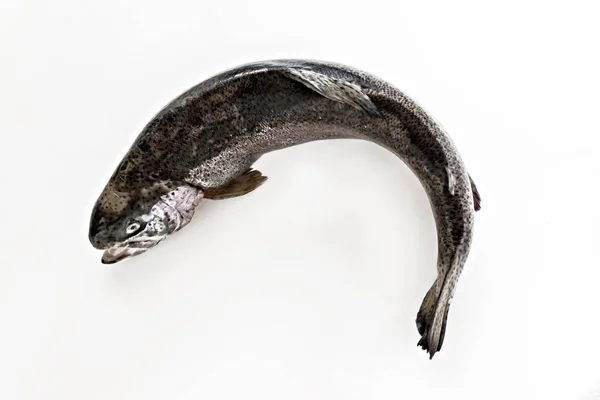 Frischer Fisch Lachs Meerforelle auf weißem Hintergrund isoliert — Stockfoto