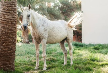 gün batımında palmiye ağaçları arka plan üzerinde beyaz at standları