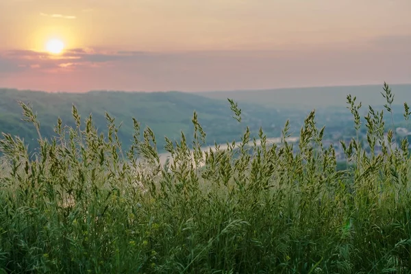 川背景書き込みの夕日で緑の草 — ストック写真