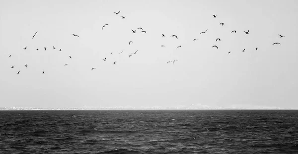Flock a sirályok repül át a tengeren, fekete-fehér — Stock Fotó