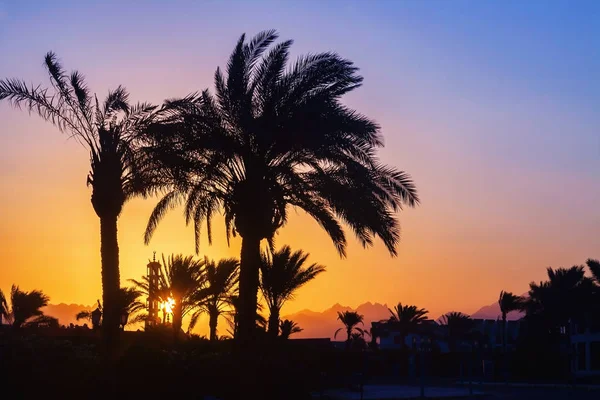 Silhouette di palme, moschea al tramonto — Foto Stock