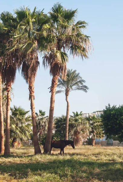 Caballo oscuro se encuentra en el fondo de las palmeras al atardecer —  Fotos de Stock