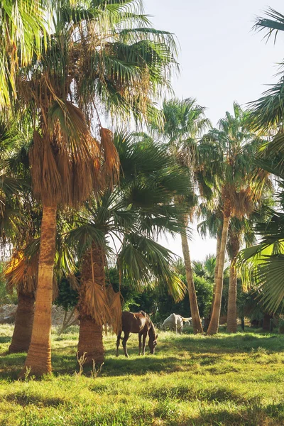 Cavallo scuro che mangia erba sullo sfondo di palme al tramonto — Foto Stock
