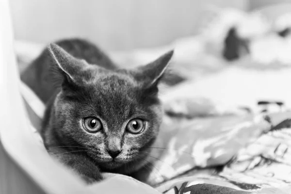 Szary kotek gotowy rzucić czarno-białe — Zdjęcie stockowe