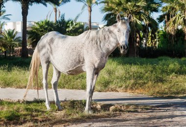 gün batımında palmiye ağaçları arka plan üzerinde beyaz at standları