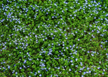 Çiçek açan korun Myosotis sylvatica, arvensis veya Akrep