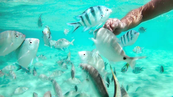 Hand touch a fish in the red sea — Stock Photo, Image