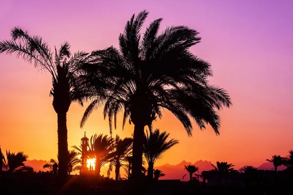 Silhouette di palme, moschea al tramonto — Foto Stock