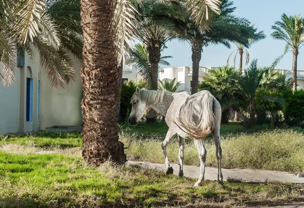 Cavallo bianco si erge sullo sfondo di palme al tramonto — Foto Stock