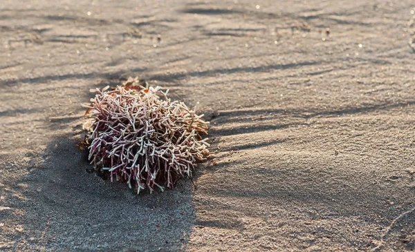 Red Sea plant on a white beach