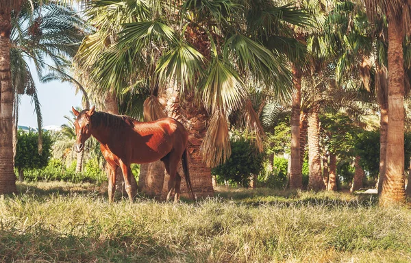 Cavallo scuro si erge sullo sfondo di palme al tramonto — Foto Stock