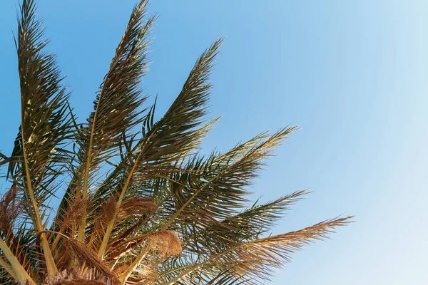 Palmier sur fond de ciel bleu, vue d'en bas — Photo