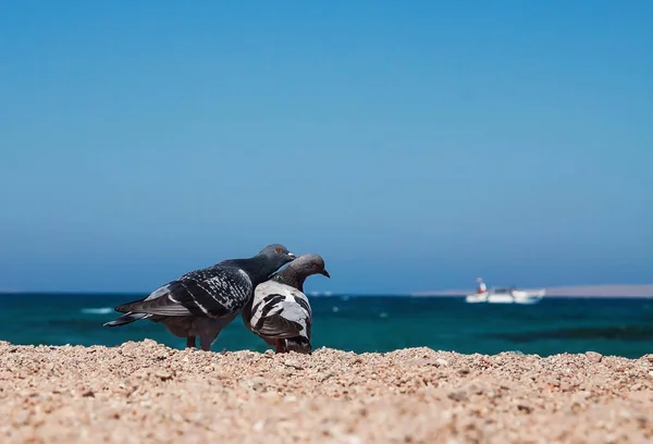 Два голубя на песчаном берегу морским показывают любовь друг к другу. Со — стоковое фото