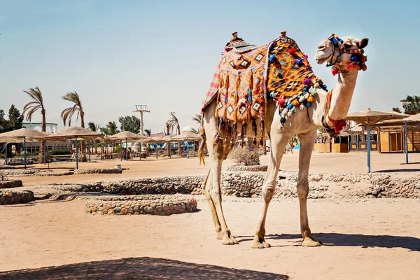 Tam boyunu turist için kullanarak, deve ayakta Hu için geziler — Stok fotoğraf