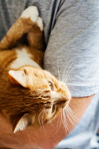 Ginger cat lies on man's hands. The fluffy pet comfortably settl — Stock Photo, Image