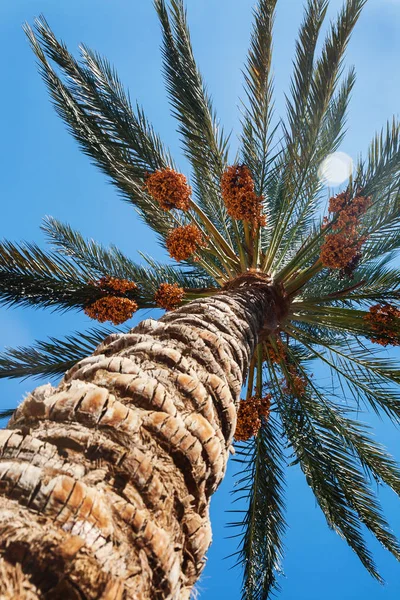 Vista al cielo a través de un primer plano de palmera datilera —  Fotos de Stock