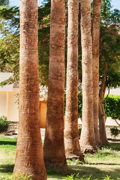 Righe di palme lungo una strada — Foto Stock