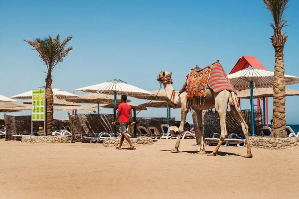 Hurghada, Mısır - Ekim 9.2016 adam sahilde deve açar — Stok fotoğraf