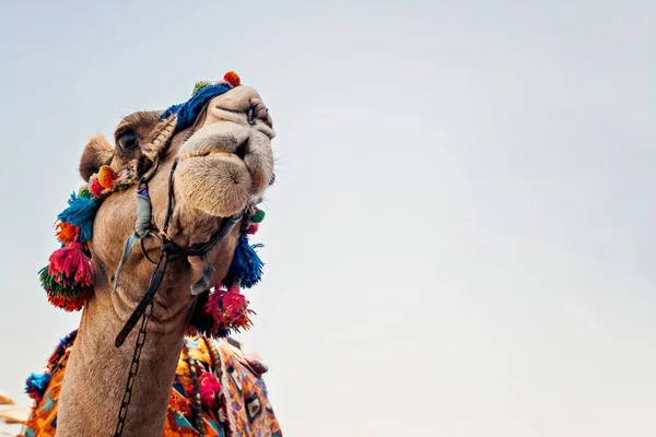 Tête de chameau aux yeux ouverts, gros plan, portrait, Égypte — Photo