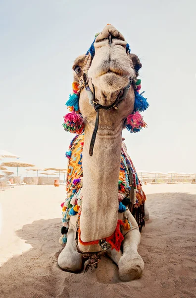 Cammello per gite turistiche è nella sabbia sulla spiaggia in Egitto — Foto Stock