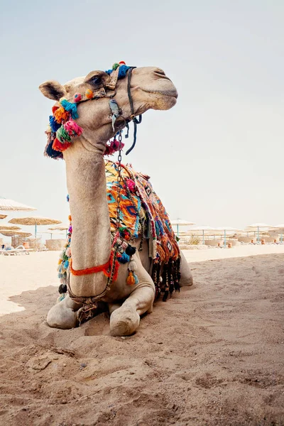 Cammello per gite turistiche è nella sabbia sulla spiaggia in Egitto — Foto Stock