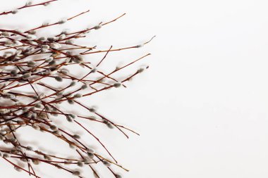 Şube ve beyaz arka plan üzerinde izole willow buket