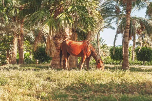 Dark horse jíst trávu na pozadí palem na sunse — Stock fotografie