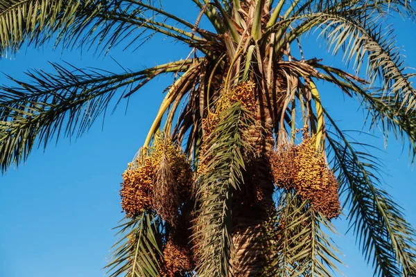 Vue dans le ciel à travers un gros plan de palmier dattier — Photo