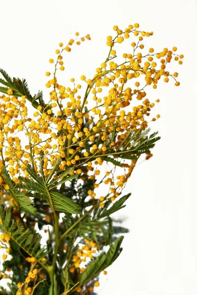 Frischer Brunch französischer Mimosen isoliert auf weißem Hintergrund — Stockfoto