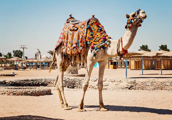 Chameau debout à sa pleine hauteur, en utilisant pour les voyages touristiques à Hu — Photo