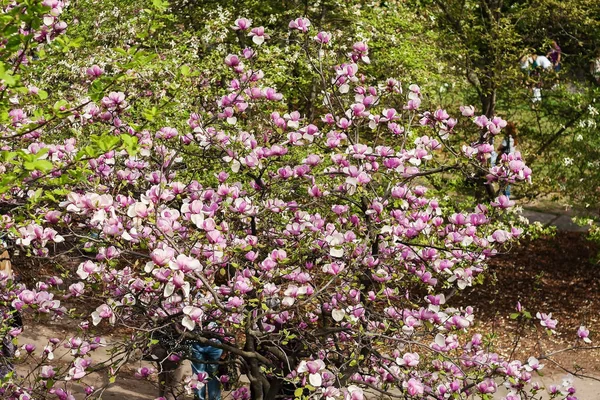 Bloomy drzewa magnolia z dużymi różowymi kwiatami — Zdjęcie stockowe