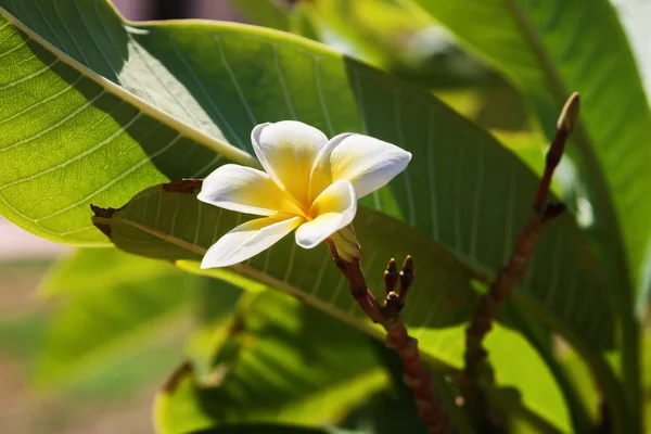 软焦点和鸡蛋花树 Frangipan 中的模糊的背景 — 图库照片