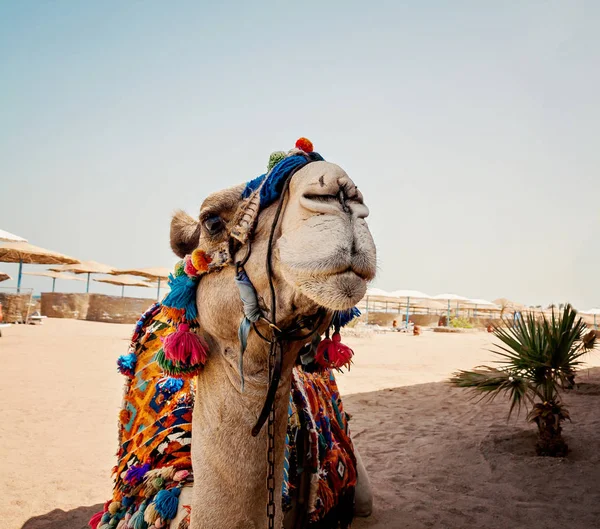 Testa di cammello con occhi aperti, primo piano, ritratto, Egitto — Foto Stock