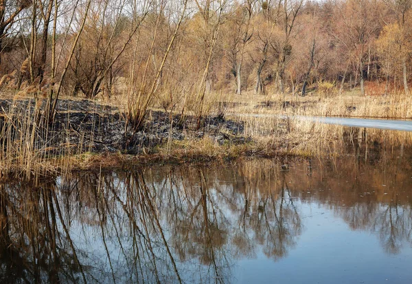 Tierra quemada en el bosque cerca del lago —  Fotos de Stock