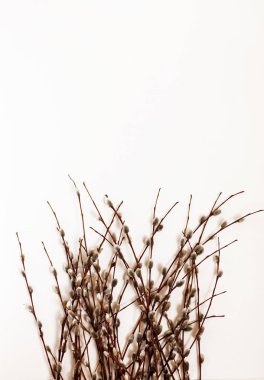 Şube ve beyaz arka plan üzerinde izole willow buket