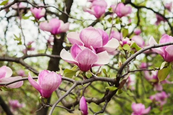 Bloomy drzewa magnolia z dużymi różowymi kwiatami — Zdjęcie stockowe